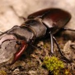 lucanus cervus