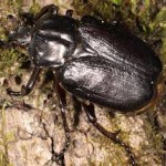 osmoderma eremita