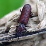 rhysodes sulcatus