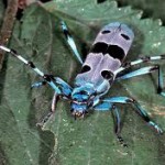 rosalia alpina